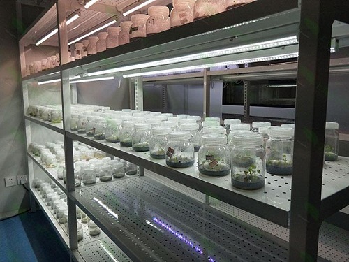 舒兰植物组织培养实验室设计建设方案